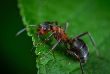 Insecte ca surse de proteină alternativă