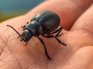 Dezinsecție în București