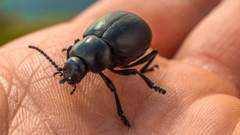 Dezinsecție în București